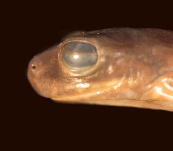 Media type: image;   Herpetology A-34965